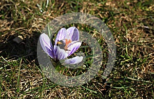 Crocus plural: crocuses or croci is a genus of flowering plants in the iris family. Flowers close-up on a blurred natural