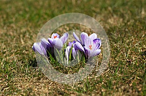 Crocus plural: crocuses or croci is a genus of flowering plants in the iris family. Flowers close-up on a blurred natural