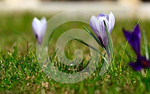 Crocus plural: crocuses or croci is a genus of flowering plants in the iris family. Flowers close-up on a blurred natural