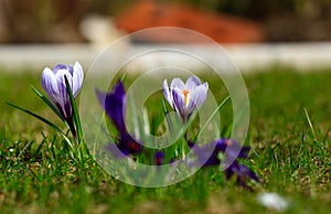 Crocus plural: crocuses or croci is a genus of flowering plants in the iris family. Flowers close-up on a blurred natural