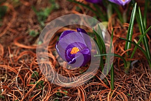 Crocus plural: crocuses or croci is a genus of flowering plants in the iris family. Flowers close-up on a blurred natural