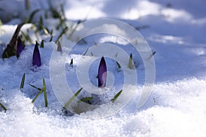 Crocus plural: crocuses or croci is a genus of flowering plants in the iris family. Flowers close-up on a blurred natural