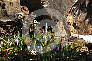 Crocus plural: crocuses or croci is a genus of flowering plants in the iris family. Flowers close-up on a blurred natural