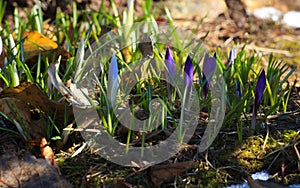 Crocus plural: crocuses or croci is a genus of flowering plants in the iris family. Flowers close-up on a blurred natural