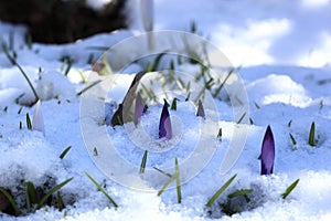 Crocus plural: crocuses or croci is a genus of flowering plants in the iris family. Flowers close-up on a blurred natural