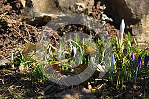 Crocus plural: crocuses or croci is a genus of flowering plants in the iris family. Flowers close-up on a blurred natural