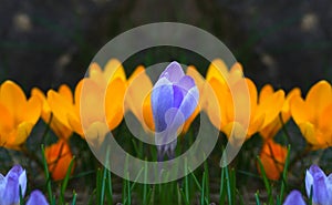 Crocus plural: crocuses or croci is a genus of flowering plants in the iris family. Flowers close-up on a blurred natural