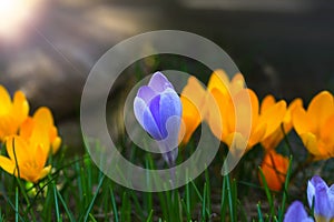 Crocus plural: crocuses or croci is a genus of flowering plants in the iris family. Flowers close-up on a blurred natural