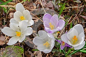 Crocus plural: crocuses or croci is a genus of flowering plants in the iris family. Flowers close-up on a blurred natural backgr