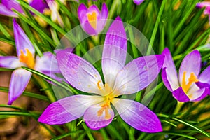 Crocus, plural crocuses or croci