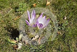 Crocus plural: crocuses or croci is a genus of flowering plants in the iris family. A single crocus. Crocus on the green grass.