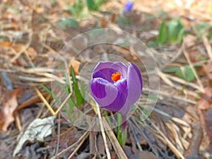 Crocus (plural: crocuses or croci) is a genus of seasonal flowering plants