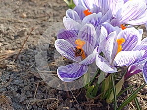 Crocus (plural: crocuses or croci) is a genus of seasonal flowering plants