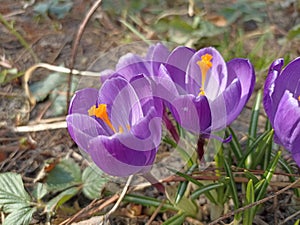 Crocus (plural: crocuses or croci) is a genus of seasonal flowering plants