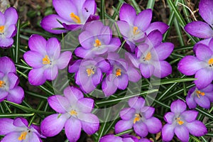 A Select Carpet of Pretty Purple Crocuses - Croci - Iridaceae