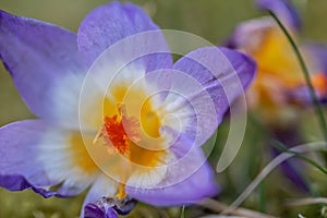 Crocus, plural crocuses or croci. Iris family