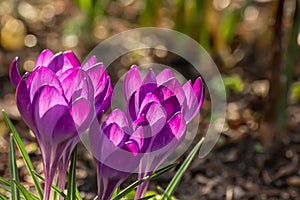 Crocus, plural crocuses or croci. Iris family