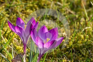 Crocus, plural crocuses or croci. Iris family