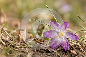 Crocus, plural crocuses or croci. Iris family