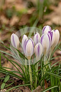 Crocus, plural crocuses or croci. Iris family