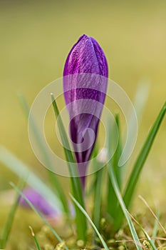 Crocus, plural crocuses or croci. Iris family