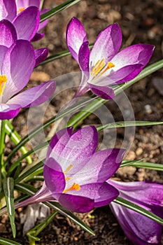 Crocus, plural crocuses or croci. Iris family