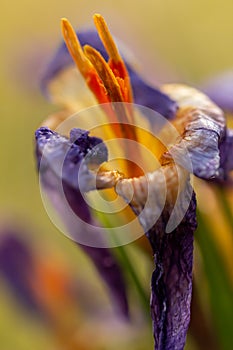 Crocus, plural crocuses or croci. Iris family