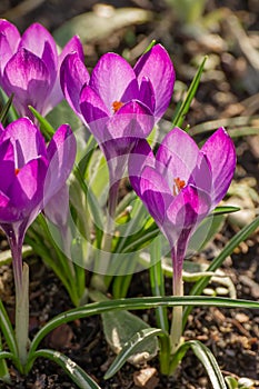 Crocus, plural crocuses or croci. Iris family