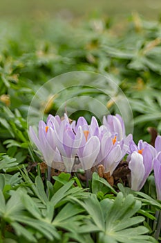 Crocus, plural crocuses or croci. Iris family