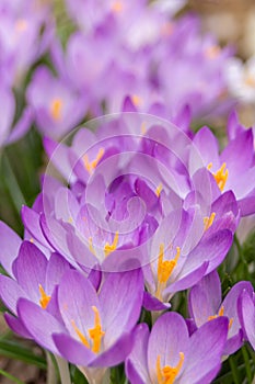 Crocus, plural crocuses or croci. Iris family