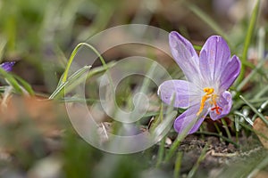 Crocus, plural crocuses or croci. Iris family