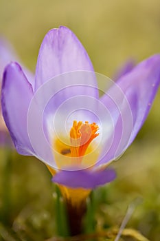 Crocus, plural crocuses or croci. Iris family