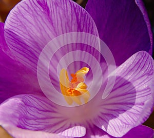 Crocus purple colour flower close-up.