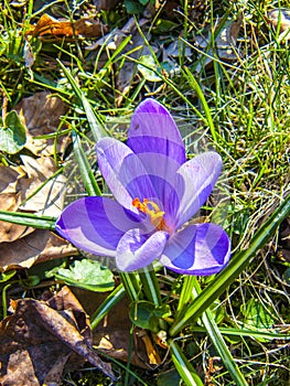 Crocus purple. The first spring flowers.