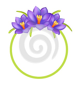 Crocus Purple Flowers Photo Frame Greeting Design