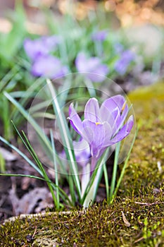 Crocus