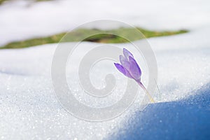 Crocus purple sprouting from under the snow