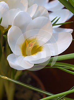 Crocus Record