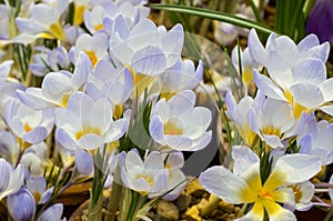 Crocus Record