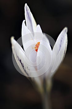 Crocus reticulatus