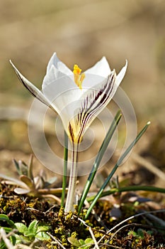 Crocus reticulatus