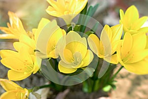 Crocus - saffron, beautiful flower in spring