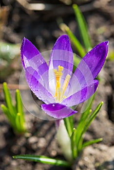 Crocus Saffron flower close up