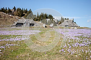 Crocus or saffron flowers field in Alps mountains