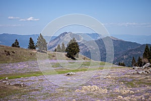 Crocus or saffron flowers field in Alps mountains