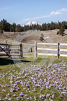 Crocus or saffron flowers field in Alps mountains