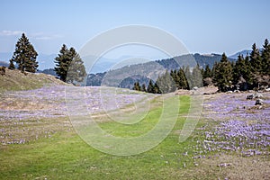 Crocus or saffron flowers field in Alps mountains