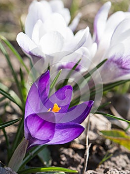 Crocus Saffron in sunlight