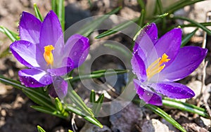 Blooming Crocus Saffron with water drops