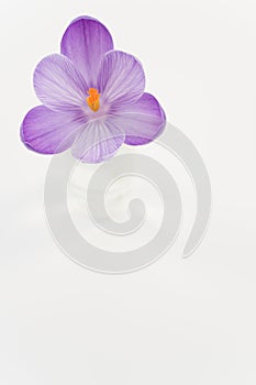crocus sativus in bloom in a glass isolated on a white background
